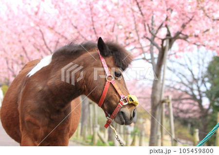 なぎさポニーランド　満開の河津桜とポニー 105459800