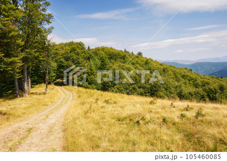 lane through grassy meadow. beech forest on the hills. summer landscape of carpathian mountains lane through grassy meadow. beech forest on the hills. summer landscape of carpathian mountains 105460085