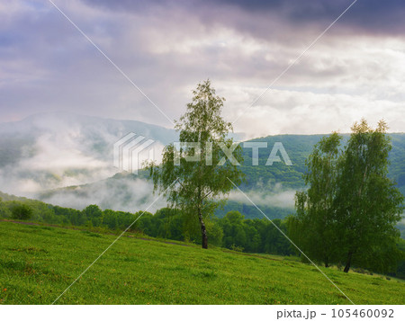carpathian countryside with forested hills. view in to the distant valley full of fog. cloudy morning in springtime 105460092