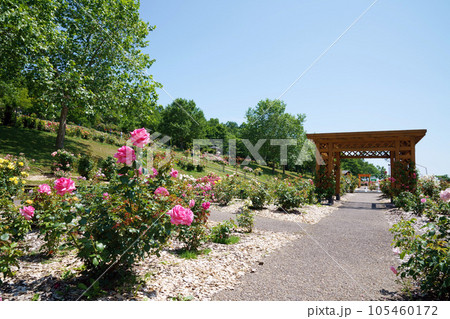夏のローズガーデンちっぷべつ　北海道 105460172
