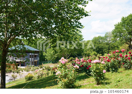 夏のローズガーデンちっぷべつ　北海道 105460174