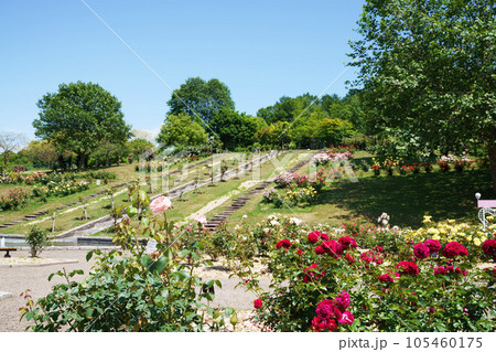 夏のローズガーデンちっぷべつ　北海道 105460175