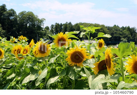元気に咲く向日葵の花 ヒマワリ畑の風景 元気に咲く向日葵の花 ヒマワリ畑の風景 105460790