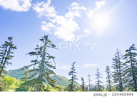 神仙沼　高山植物 105460994