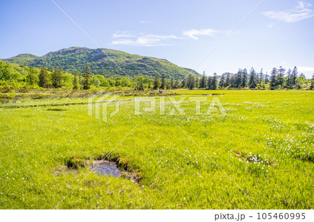 神仙沼湿原 105460995