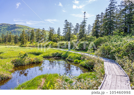 神仙沼 遊歩道 木道 女性 トレッキング 神仙沼 遊歩道 木道 女性 トレッキング 105460998