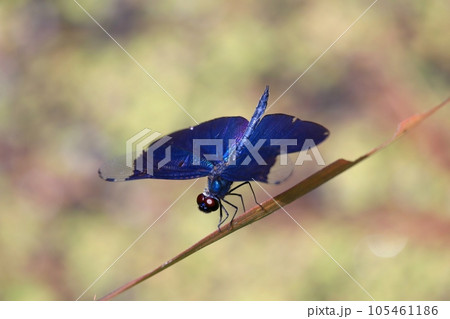 チョウトンボ 105461186