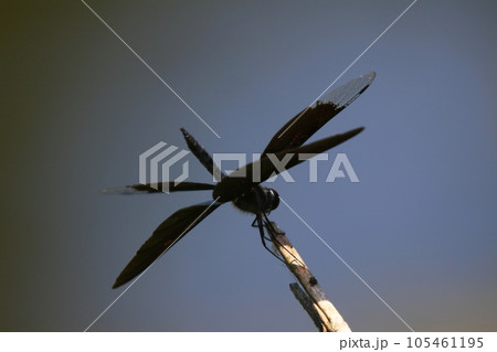 チョウトンボ 105461195