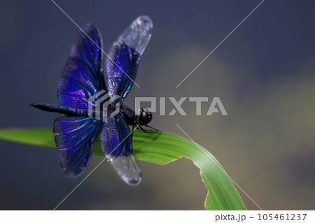 チョウトンボ 105461237