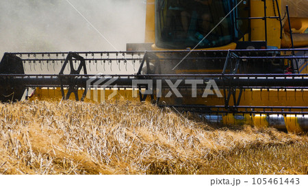 A combine harvester mows ripe wheat in the field. Close-up of the header. Wheat harvesting A combine harvester mows ripe wheat in the field. Close-up of the header. Wheat harvesting 105461443