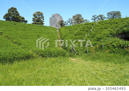 台場公園(国史跡・第三台場跡)の土塁【東京都港区】 台場公園(国史跡・第三台場跡)の土塁【東京都港区】 105461493