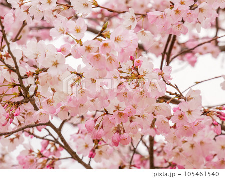 グラデーションの可愛い一重咲きの桜①【寄り】 105461540
