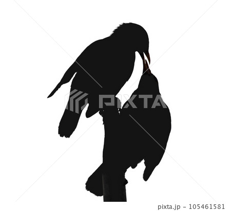 Two black bird silhouettes on white isolated background. Crows kiss, feeding each other on branch. Valentine's day love, gloomy Halloween. Copy space 105461581