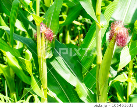 美味しそうな夏野菜 夏空の畑に実ったトウモロコシ 美味しそうな夏野菜 夏空の畑に実ったトウモロコシ 105461633