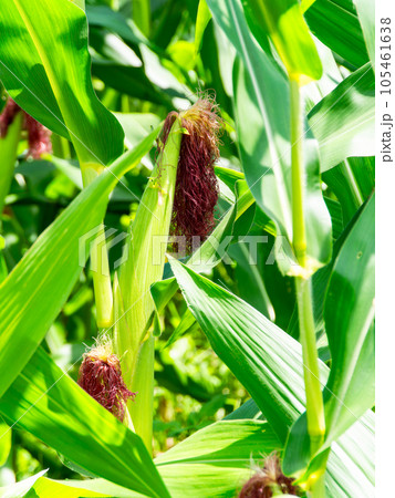 美味しそうな夏野菜 夏空の畑に実ったトウモロコシ 美味しそうな夏野菜 夏空の畑に実ったトウモロコシ 105461638