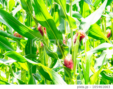 美味しそうな夏野菜 夏空の畑に実ったトウモロコシ 美味しそうな夏野菜 夏空の畑に実ったトウモロコシ 105461663