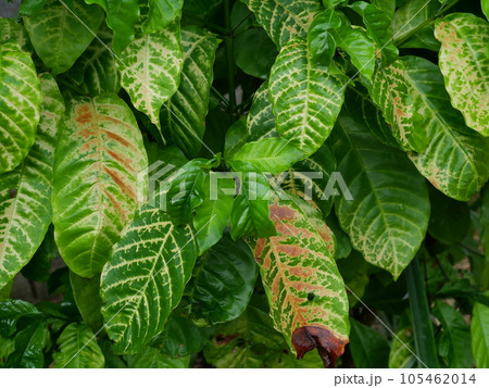 Brown spotted and yellow damage by anthracnose on the green leaf of Robusta coffee plant tree, Plant diseases that damage agriculture Brown spotted and yellow damage by anthracnose on the green leaf of Robusta coffee plant tree, Plant diseases that damage agriculture 105462014