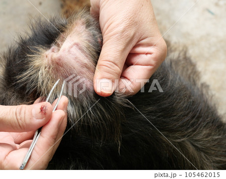 Hand holding tweezer to hold dog ticks on dog ear, The tick is pumping the blood of the pet Hand holding tweezer to hold dog ticks on dog ear, The tick is pumping the blood of the pet 105462015