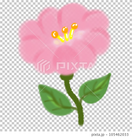 pink flower of pink hibiscus 105462033