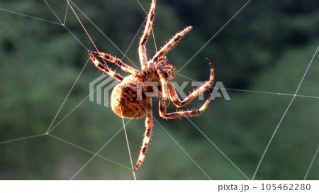 夕日に照らされるオニグモ 夕日に照らされるオニグモ 105462280