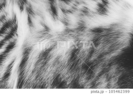 Background texture striped cat fur, wool close up, black and white photo Background texture striped cat fur, wool close up, black and white photo 105462399