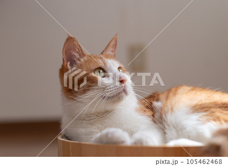 見つめる猫　茶トラ白 105462468