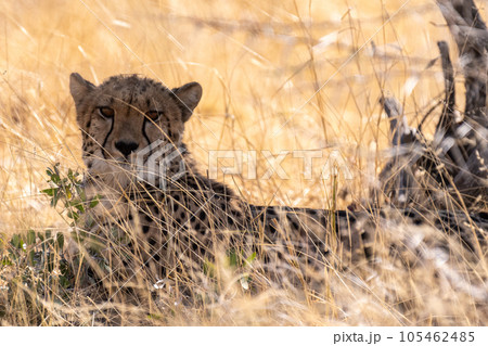 Cheetah hiding in the bushes 105462485