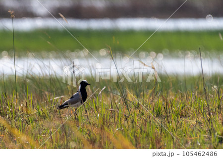 Blacksmith Lapwing in Chobe National park 105462486