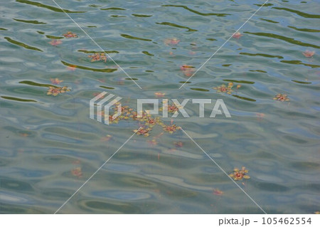 深浦溜池の湖面に浮く水草 深浦溜池の湖面に浮く水草 105462554