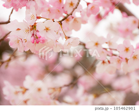 グラデーションの美しい一重咲きの桜②【アップ】 グラデーションの美しい一重咲きの桜②【アップ】 105462901