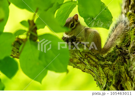 立木にある緑の葉の影で笑顔で食事するエゾシマリス 105463011