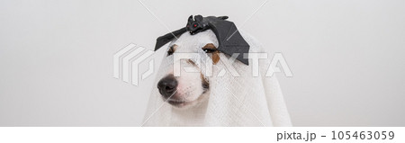 Dog Jack Russell Terrier in a ghost costume with a bat on his head on a white background. Widescreen. Dog Jack Russell Terrier in a ghost costume with a bat on his head on a white background. Widescreen. 105463059