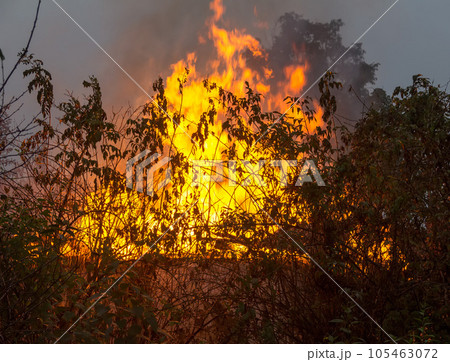 burning rural house in the early morning, close-up burning rural house in the early morning, close-up 105463072
