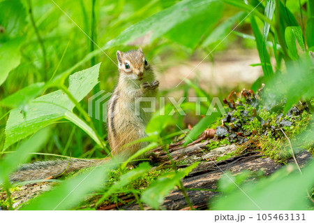 草むらにある倒木の上で食事しながら振り向くエゾシマリス 105463131