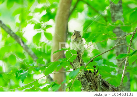 緑の葉に囲まれた朽ちた立木の上で笑顔いっぱいに食事するエゾシマリス 105463133