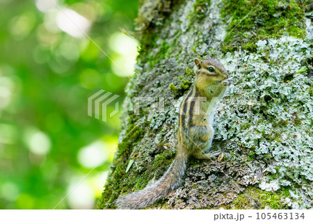 木漏れ日のある立木に止まり食事するエゾシマリス 105463134