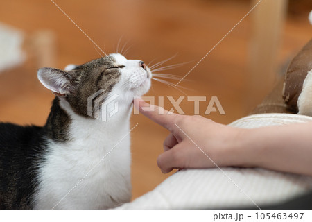 なでなで キジトラ猫 なでなで キジトラ猫 105463497
