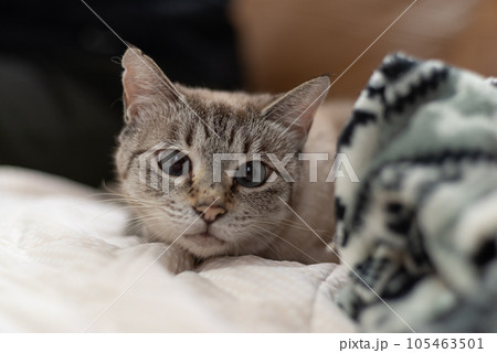 見つめる猫 105463501