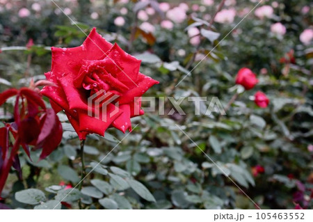 赤いバラの花 105463552