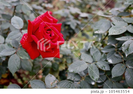 赤いバラの花 105463554