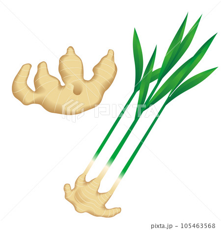 食べ物_野菜_生姜 105463568