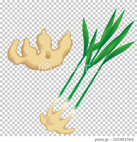 食べ物_野菜_生姜 105463568