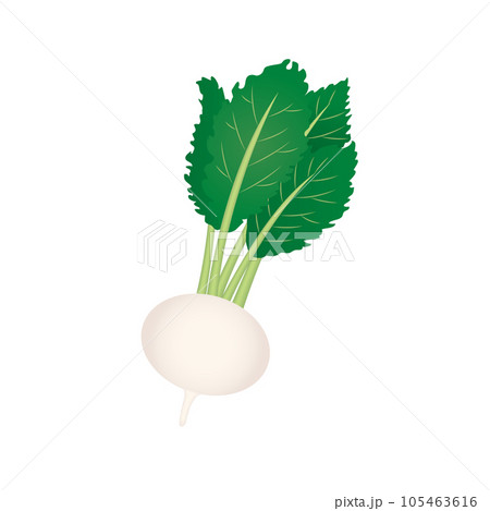 食べ物_野菜_蕪 食べ物_野菜_蕪 105463616