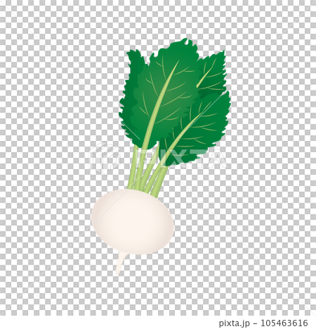 食べ物_野菜_蕪 食べ物_野菜_蕪 105463616