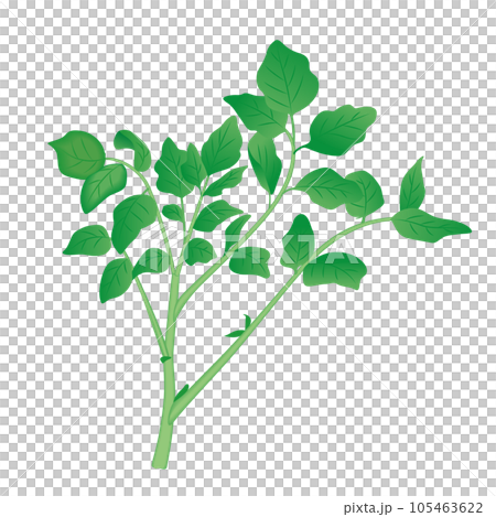 食品_蔬菜_豆瓣菜 食品_蔬菜_豆瓣菜 105463622