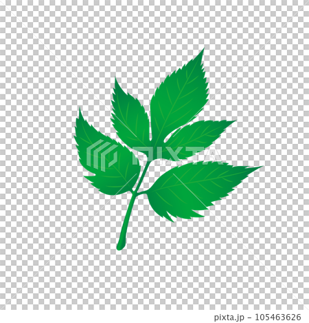 Food_Vegetables_Ashitaba 105463626