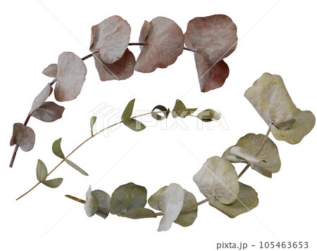 dry_Eucalyptus_leaf_elements 105463653