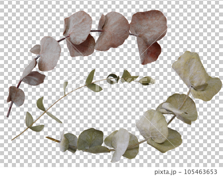 dry_Eucalyptus_leaf_elements 105463653