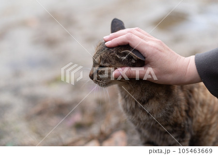 猫の頭をなでる 猫の頭をなでる 105463669