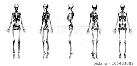 【セット】いろんな角度から見た人体の骨格標本の白黒イラスト 全身正面 5ポーズ 105463685